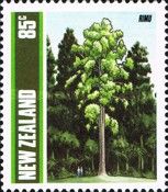 Red Pine - Rimu (Dacrydium cupressinum)