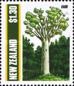 Kauri in Maori (Agathis australis)