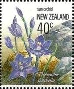 Thelymitra pulchella