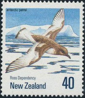 Antarctic Petrel (Thalassoica antarctica)