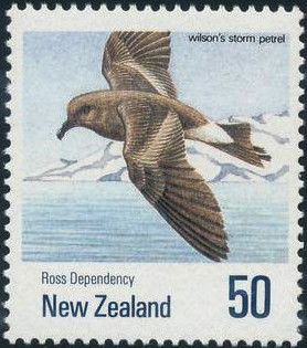 Wilson's Storm-petrel (Oceanites oceanicus)