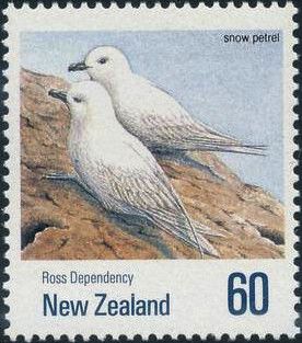 Snow Petrel (Pagodroma nivea)
