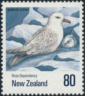 Antarctic Fulmar (Fulmarus glacialoides)