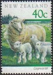 Coopworth (Ovis ammon aries)