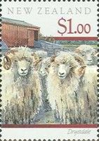 Drysdale (Ovis ammon aries)