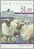 South Suffolk (Ovis ammon aries)