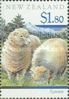Romney (Ovis ammon aries)