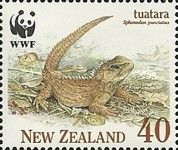 Tuatara (Sphenodon punctatus) in Dead Leaves