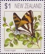 Forest Ringlet (Dodonidia helmsii)