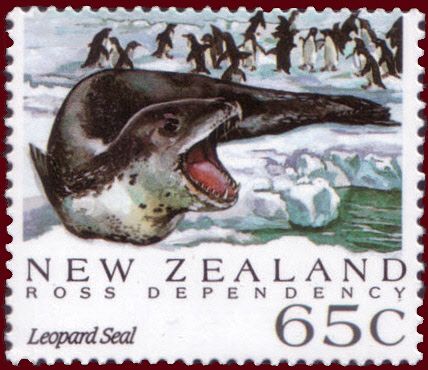 Leopard Seal (Hydrurga leptonyx)