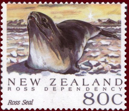 Ross Seal (Ommatophoca rossi)