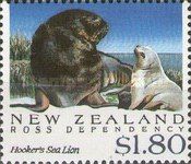 Hooker's Sea Lion (Phocarctos hookeri) 