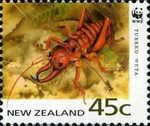 Tusked Weta (Anostostoma sp.) - Booklet Issue
