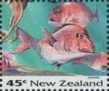 Red Snapper (Centroberyx affinis)