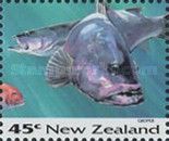Groper (Polyprion oxygeneios)