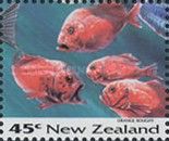 Orange Roughy (Hoplostethus atlanticus)