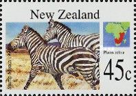 Plains Zebra (Equus quagga)