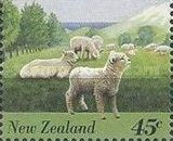Domestic Sheep (Ovis ammon aries)