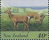 Red Deer (Cervus elaphus)