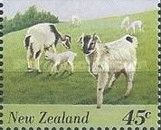 Goat (Capra aegagrus hircus)