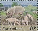 Domestic Pig (Sus scrofa domestica)