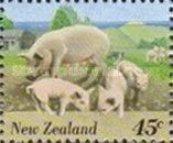 Domestic Pig (Sus scrofa domestica)
