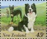Australian Shepherd (Canis lupus familiaris)