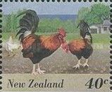 Domestic Fowl (Gallus gallus)