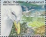 Black-backed Gull (Larus dominicanus)