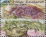 Purple Rock Crab (Leptograpsus variegatus)