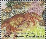 Red Rock Crab (Guinusia chabrus)