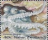Common Octopus (Octopus vulgaris)