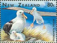 Northern Royal Albatross (Diomedea epomophora sanfordi)
