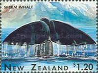 Sperm Whale (Physeter macrocephalus)