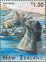 New Zealand Fur Seal (Arctocephalus forsteri)