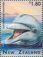 Common Bottlenose Dolphin (Tursiops truncatus)