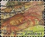Red Rock Crab (Guinusia chabrus)