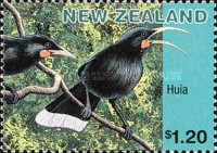 Huia (Heteralocha acutirostris)