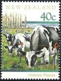 Holstein-Friesian Cattle (Bos primigenius taurus)