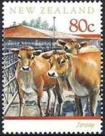 Jersey Cattle (Bos primigenius taurus)