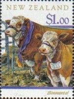 Simmentaler Cattle (Bos primigenius taurus)