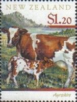 Ayrshire (Bos primigenius taurus)
