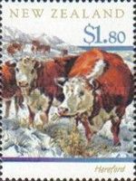 Hereford Cattle (Bos primigenius taurus)