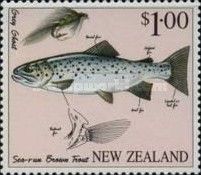 Brown Trout (Salmo trutta lacustris), „Grey Ghost“