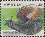 Giant Land Snail (Powelliphanta sp.)