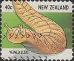 Leaf-veined Slug (Athoracophorus bitentaculatus)