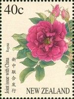 Rosa rugosa