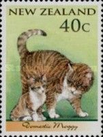 Domestic Cat with kitten (Felis silvestris catus)