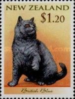 British Blue Shorthair (Felis silvestris catus)