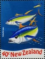 Yellowfin Tuna  (Thunnus albacares)